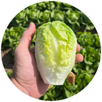 lechuga