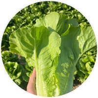 lechuga
