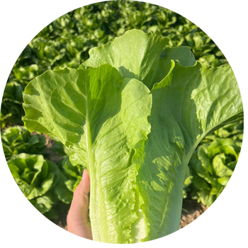 LECHUGA